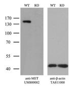 MET Antibody in Western Blot (WB)