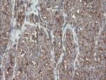 METAP2 Antibody in Immunohistochemistry (Paraffin) (IHC (P))