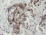 METAP2 Antibody in Immunohistochemistry (Paraffin) (IHC (P))