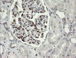 METAP2 Antibody in Immunohistochemistry (Paraffin) (IHC (P))