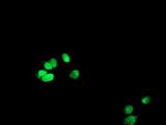 METT10D Antibody in Immunocytochemistry (ICC/IF)