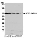 METTL3/MT-A70 Antibody in Western Blot (WB)