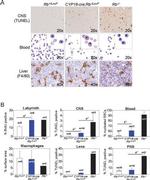 F4/80 Antibody in Immunohistochemistry (IHC)