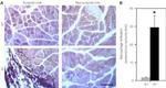 F4/80 Antibody in Immunohistochemistry (IHC)