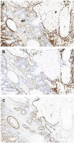 F4/80 Antibody in Immunohistochemistry (Paraffin) (IHC (P))