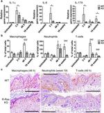 F4/80 Antibody in Immunohistochemistry (Paraffin) (IHC (P))