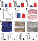 F4/80 Antibody in Immunohistochemistry (Paraffin) (IHC (P))