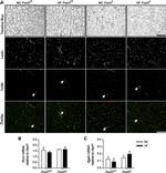 F4/80 Antibody in Immunohistochemistry (IHC)