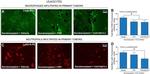 F4/80 Antibody in Immunohistochemistry (IHC)