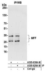 MFF Antibody in Western Blot (WB)