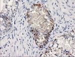 MGLL Antibody in Immunohistochemistry (Paraffin) (IHC (P))