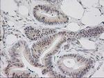 MGLL Antibody in Immunohistochemistry (Paraffin) (IHC (P))