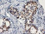 MGLL Antibody in Immunohistochemistry (Paraffin) (IHC (P))