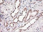 MGLL Antibody in Immunohistochemistry (Paraffin) (IHC (P))