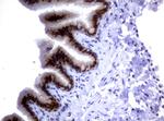 MGMT Antibody in Immunohistochemistry (Paraffin) (IHC (P))