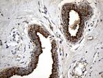 MGP Antibody in Immunohistochemistry (Paraffin) (IHC (P))