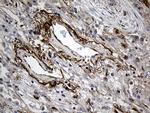 MGP Antibody in Immunohistochemistry (Paraffin) (IHC (P))