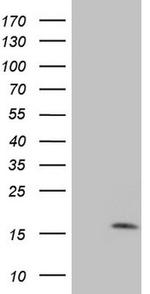 MGP Antibody in Western Blot (WB)