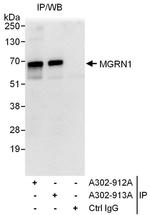 MGRN1 Antibody in Immunoprecipitation (IP)