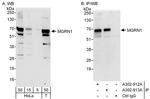 MGRN1 Antibody in Western Blot (WB)