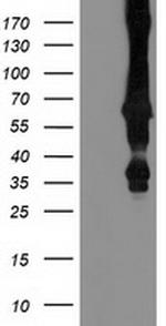 MGRN1 Antibody in Western Blot (WB)