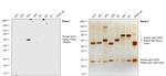 Human IgG3 Secondary Antibody in Western Blot (WB)