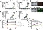 Bcl-2 Antibody in Flow Cytometry (Flow)