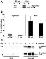 CD4 Antibody in Western Blot (WB)