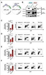 CD4 Antibody in Flow Cytometry (Flow)