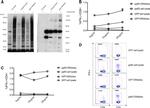 CD4 Antibody in Flow Cytometry (Flow)