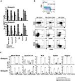 CD8 Antibody in Flow Cytometry (Flow)