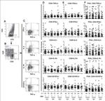 CD8 Antibody in Flow Cytometry (Flow)