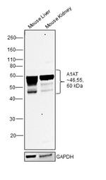 alpha-1 Antitrypsin Antibody in Western Blot (WB)