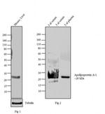 ApoA1 Antibody in Western Blot (WB)