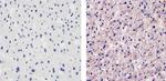 ApoA1 Antibody in Immunohistochemistry (Paraffin) (IHC (P))