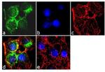 ApoA1 Antibody in Immunocytochemistry (ICC/IF)