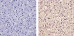 ApoA1 Antibody in Immunohistochemistry (Paraffin) (IHC (P))