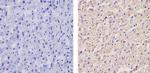 ApoA1 Antibody in Immunohistochemistry (Paraffin) (IHC (P))