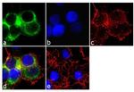 Apolipoprotein B Antibody in Immunocytochemistry (ICC/IF)