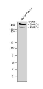 Apolipoprotein B Antibody in Western Blot (WB)