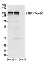 MIA3/TANGO Antibody in Western Blot (WB)