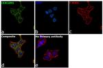 CEA Antibody in Immunocytochemistry (ICC/IF)