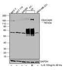 CEA Antibody in Western Blot (WB)