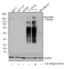 CEA Antibody in Western Blot (WB)