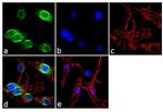 CRP Antibody in Immunocytochemistry (ICC/IF)