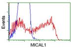 MICAL1 Antibody in Flow Cytometry (Flow)