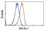 MICAL1 Antibody in Flow Cytometry (Flow)