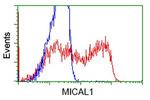 MICAL1 Antibody in Flow Cytometry (Flow)