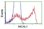 MICAL1 Antibody in Flow Cytometry (Flow)