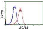 MICAL1 Antibody in Flow Cytometry (Flow)